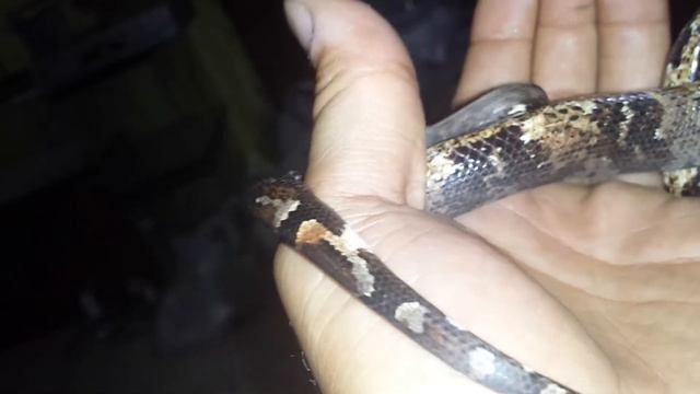 Indonesian Tree Boa смотреть онлайн
