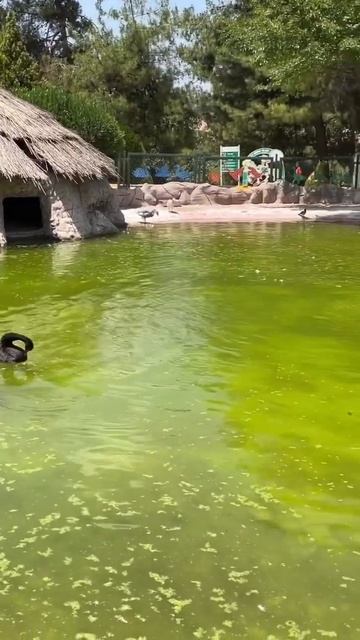 Swan lake 🦢🦢🦢 #fishingvideo смотреть онлайн