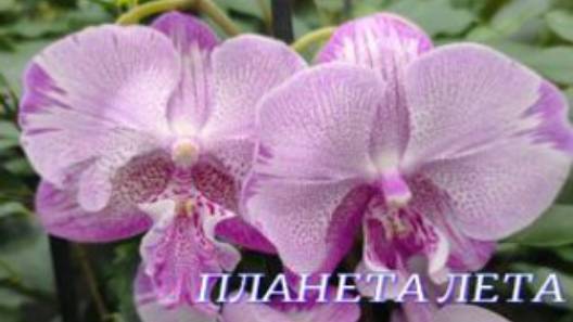 №1018/ СВЕЖИЕ шикарные ОРХИДЕИ в с/ц ПЛАНЕТА ЛЕТА смотреть онлайн