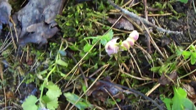 maplemoth1 смотреть онлайн