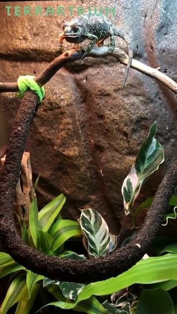 Jazzy chameleon eating crickets смотреть онлайн
