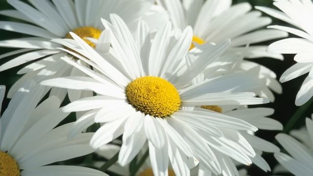 Guided Meditation: Letting Go and Letting Be - Tara Brach смотреть онлайн
