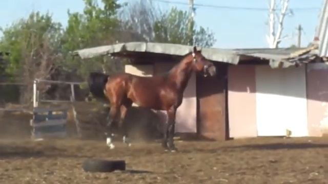 Карло_05.19_2 смотреть онлайн