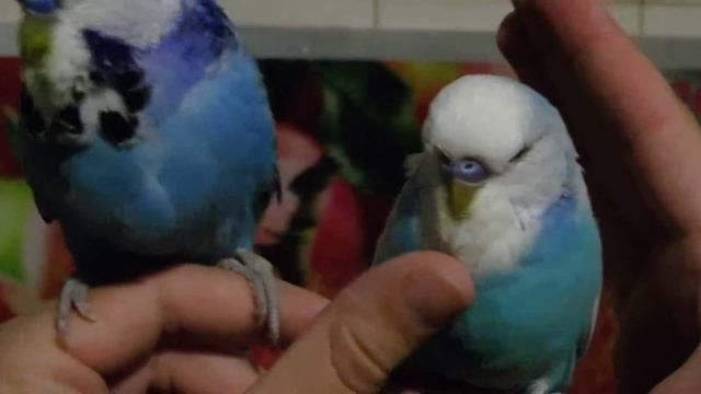 Дружки июль 2016 смотреть онлайн