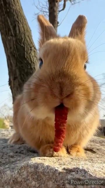 black bunnies rabbit eating 😋 🥰=🐇🐇how to care cute rabbit #bunny #cuterabbit #shorts смотреть онлайн