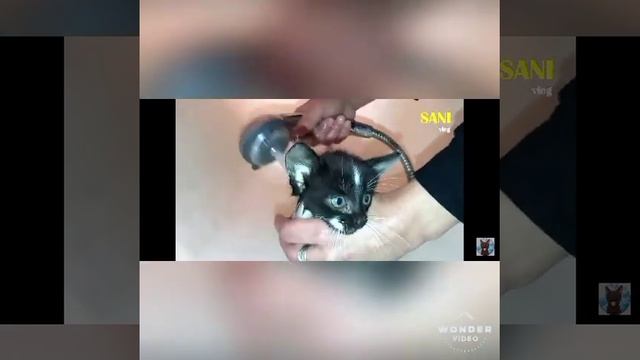 спосения кота это был хороший поступок🐱🐱🐱🥺🥺😘😘😍 смотреть онлайн