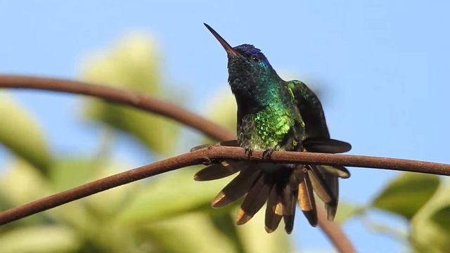 Beija-flor-de-cauda-dourada / Golden-tailed Sapphire (Chrysuronia oenone) Acre, Brasil. смотреть онлайн