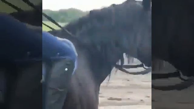 Победитель многих Скачек в КЧР смотреть онлайн