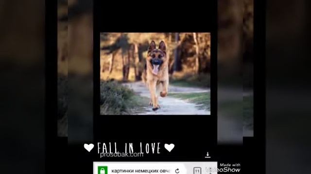 Собака лучший друг человека смотреть онлайн