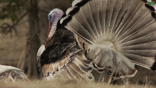 Lovely animal moment: Crested Pigeon, Seabird, Puma | Animals sound✨ смотреть онлайн