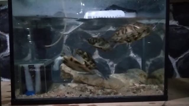 kura kura berajil "trachemys scripta elegans" смотреть онлайн