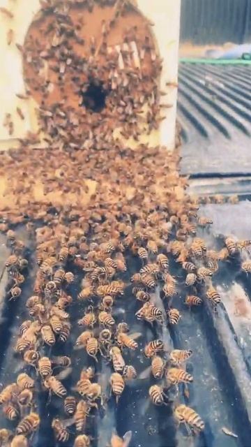 Essaimage de mai on continue смотреть онлайн