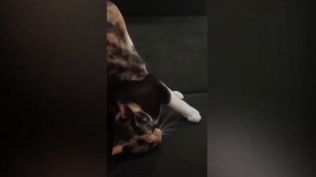 Хорошо поют. Дуэт. Кошка подпевает. смотреть онлайн