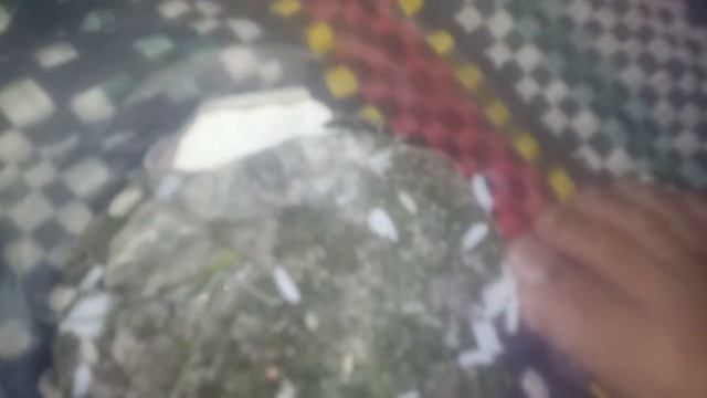 Formiga Pachycondyla Striata смотреть онлайн