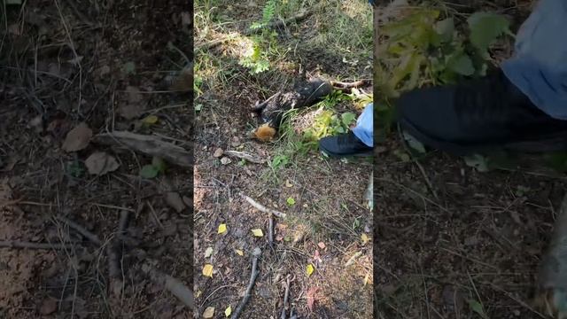 Спасение лисы смотреть онлайн