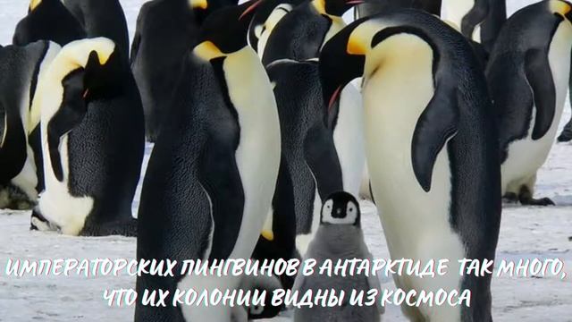 Пингвины. Интересно знать #пингвин смотреть онлайн