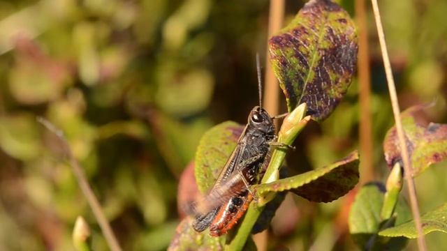 Zwart wekkertje Omocestus rufipes, roepzang смотреть онлайн