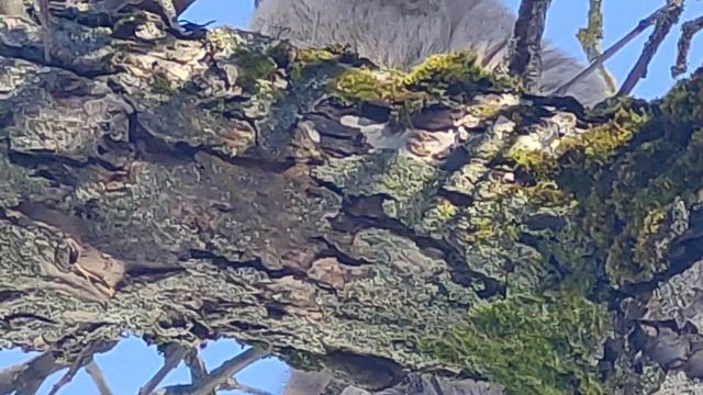 кошка лиза забралась на дерово смотреть онлайн