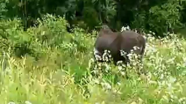 Тощая корова 2009 VC00033 смотреть онлайн