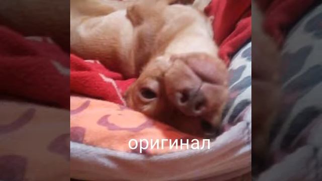 Милый голос vs ужаснава голоса смотреть онлайн