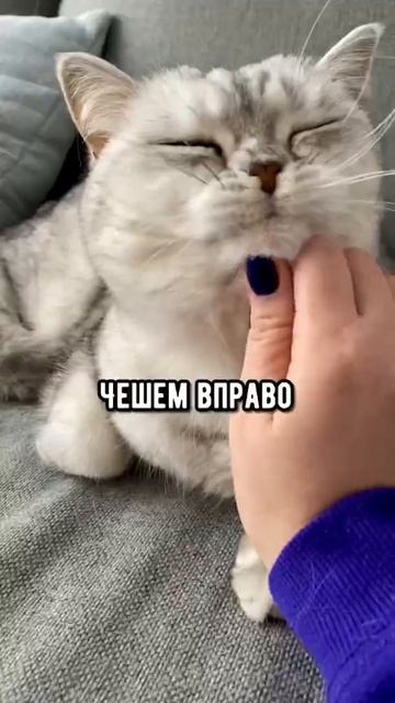 Смешные коты - Майя #кошка #смешныекоты #кот смотреть онлайн