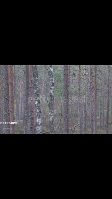 Western capercaillie (Tetrao urogallus) смотреть онлайн