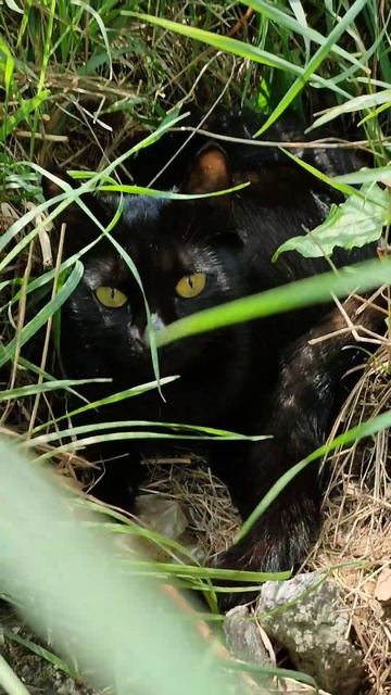 Stray Cat Looks Like A Black Panther And Is Ready For Some Fun In The Sun смотреть онлайн
