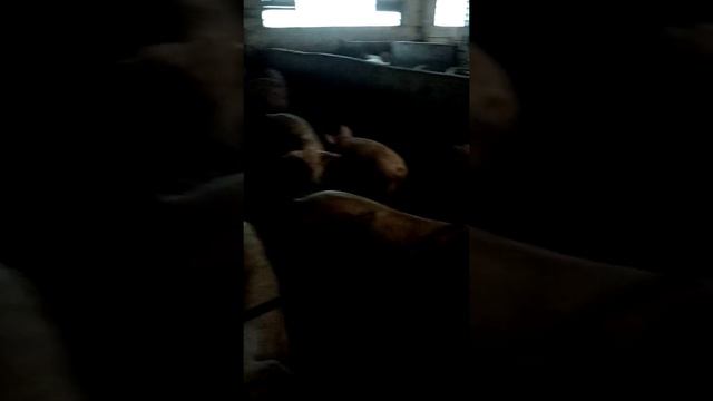 Любимую не отдают смотреть онлайн