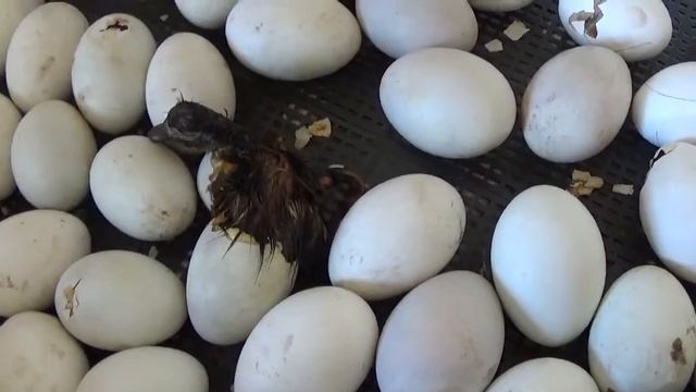 Вылупление утят. Часть 2 смотреть онлайн