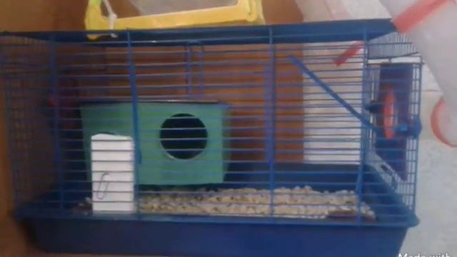 Мой джунгарский хомяк Полосатик! смотреть онлайн