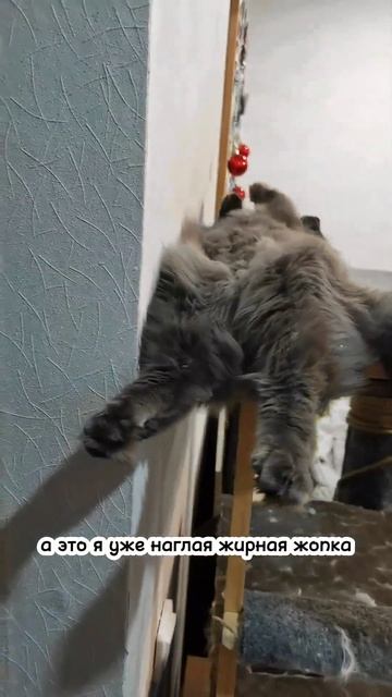 ДО | ПОСЛЕ! СИБИРСКИЙ КОТ #сибирскийкот #сибирскаякошка смотреть онлайн