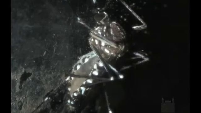 Aegypti aegypti and Aedes albopictus - A Threat in the Tropics смотреть онлайн