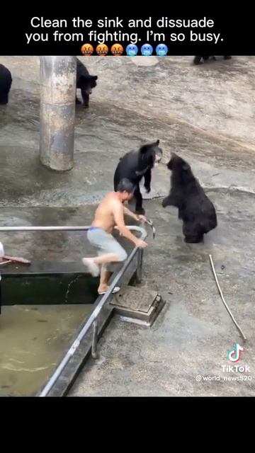 INCREIBLES PELEAS DE OSOS смотреть онлайн