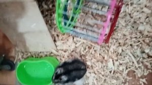 самка джунгарского хомячка с животиком🐹