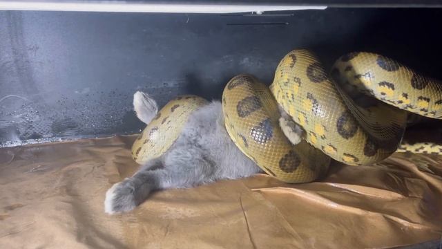 Green Anaconda Eats Huge Rabbit (Ice Cube) ⚠️Warning Live Feeding⚠️ смотреть онлайн