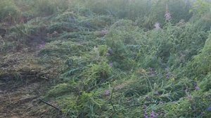 Амарант в Подмосковье на корм овцам в сенаж