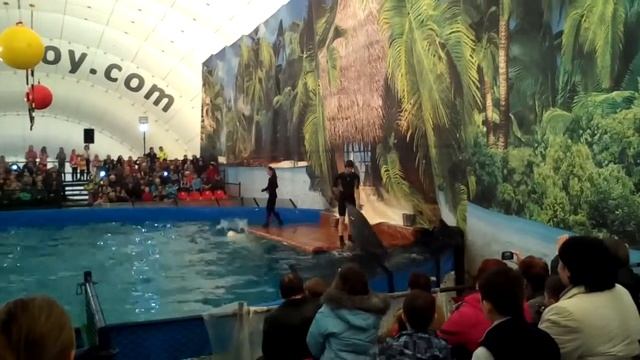 Дельфины танцуют смотреть онлайн