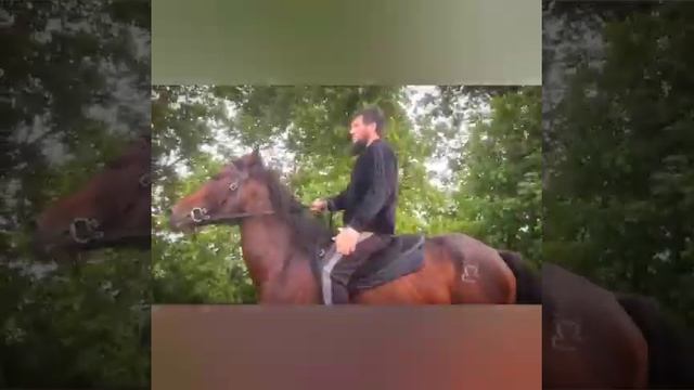 Кабардинский жеребец🐎 Гром. пять лет. ма ща Аллах табаракаЛлах смотреть онлайн