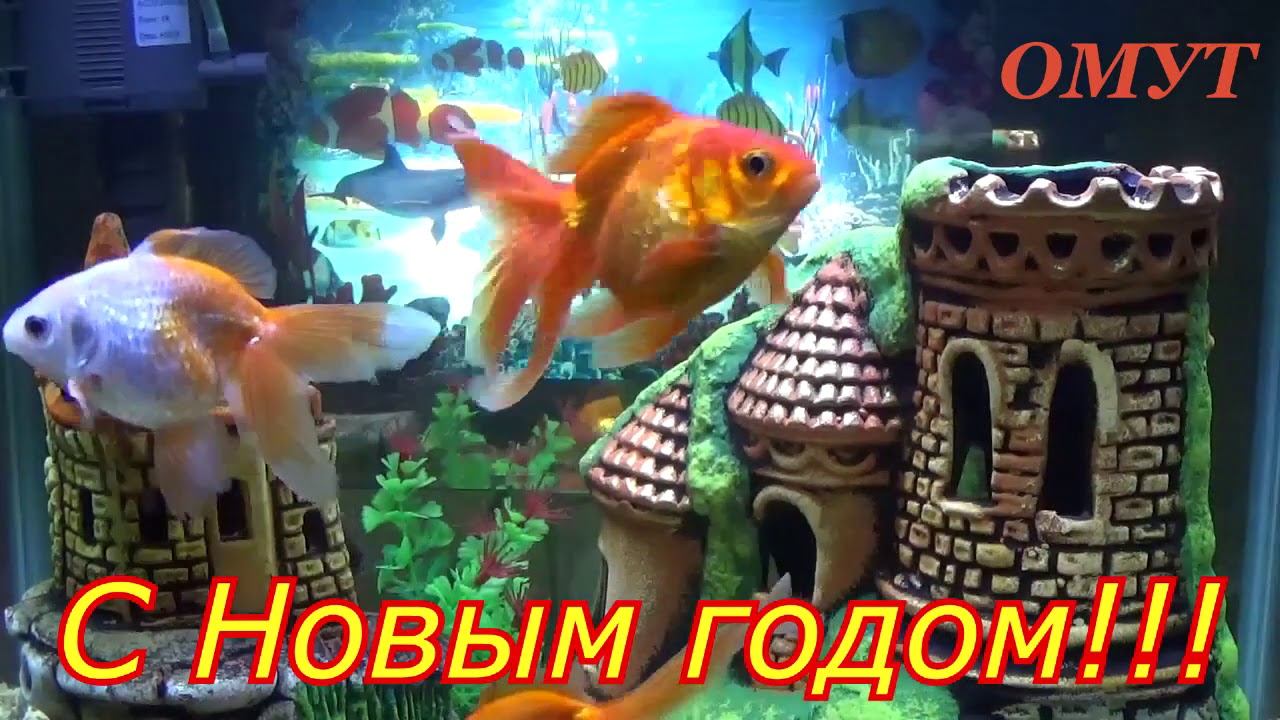 328. С НОВЫМ ГОДОМ РОДНЫЕ!!! смотреть онлайн