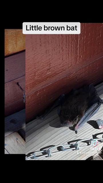 Found A Brown Bat смотреть онлайн