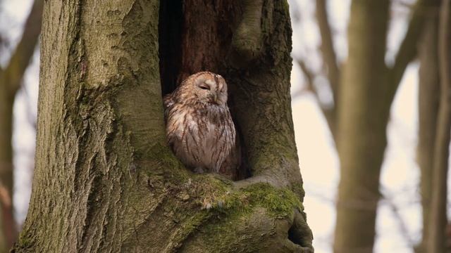 PUŠTÍK OBECNÝ смотреть онлайн