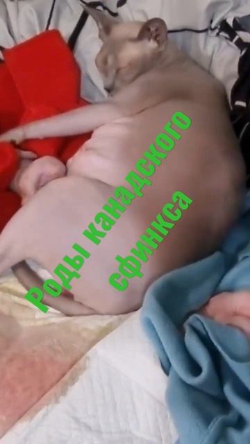 Роды Канадского сфинкса смотреть онлайн