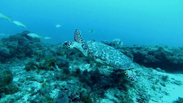 Hawksbill Turtle seeks protection from predator Tiger Shark. Discovering Underwater Domain Secrets. смотреть онлайн