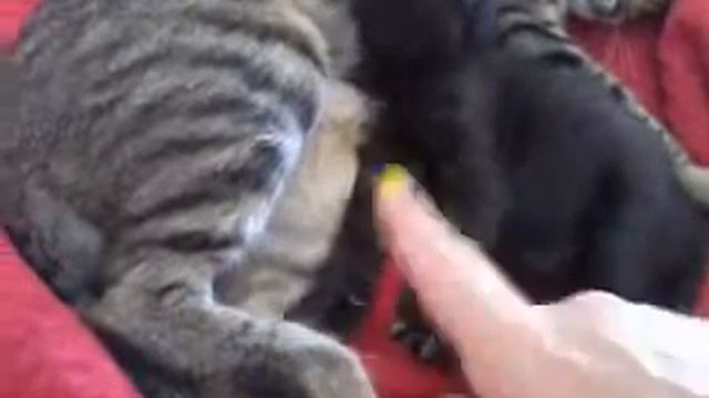 Отдаем в добрые руки котенка. смотреть онлайн