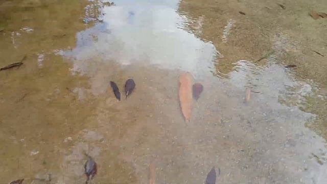 /storage/3879-3849/DCIM/Camera/VID20240402171122.mp4 🐖🚥👙🚢 Modified April 2, 17:12 смотреть онлайн