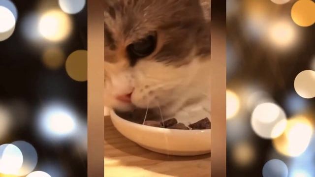 Кошки Смешная Видео Подборка - Видео 57 - 11:15 Минуты - Самые красивые видео с кошками 2022 года. смотреть онлайн