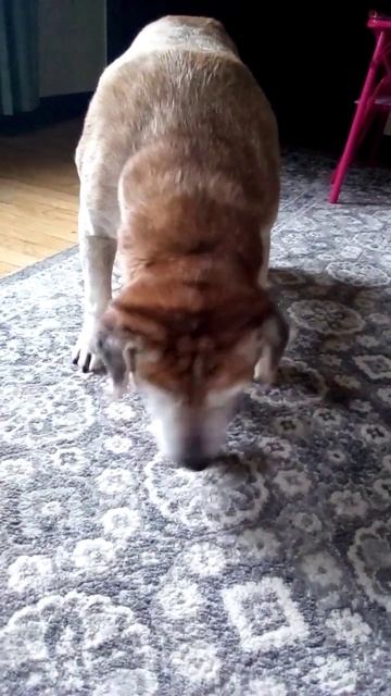 My Dog Mojo Eating Rabbit Meat смотреть онлайн