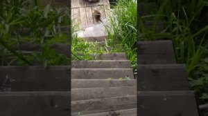 Моя ручная ондатра.