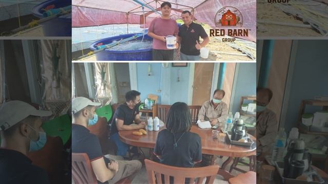 The microsporidian Enterocytozoon hepatopenaei (EHP) | #redbarn смотреть онлайн