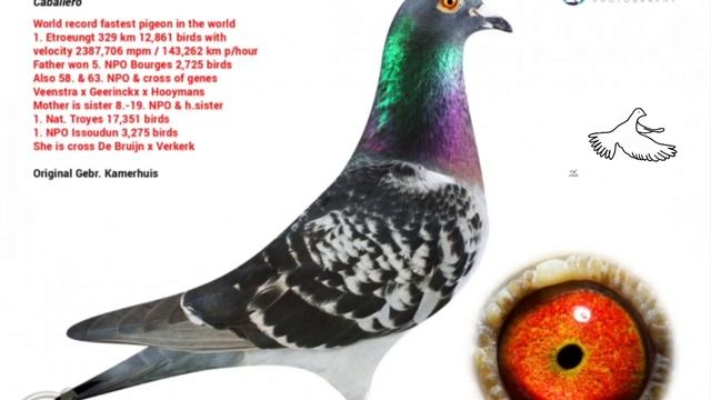 World's fastest pigeon EVER - CABALLERO W/English subtitles смотреть онлайн